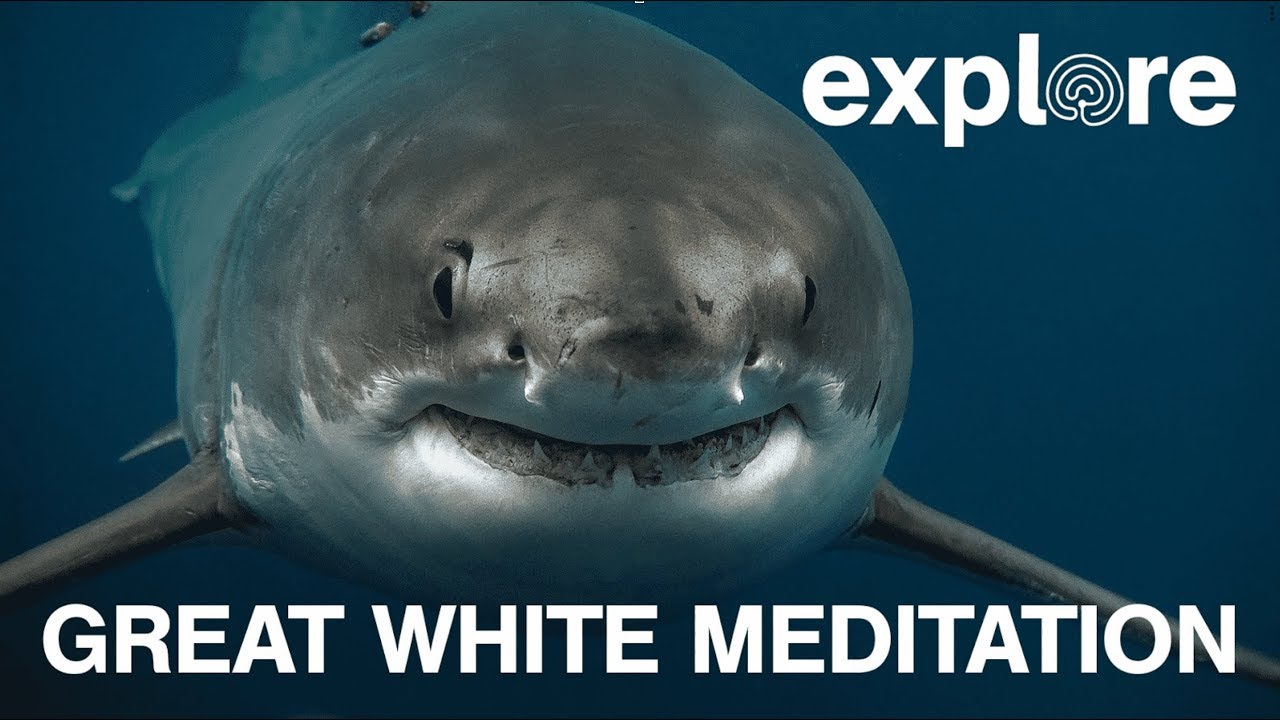 Explore: Great White Meditation