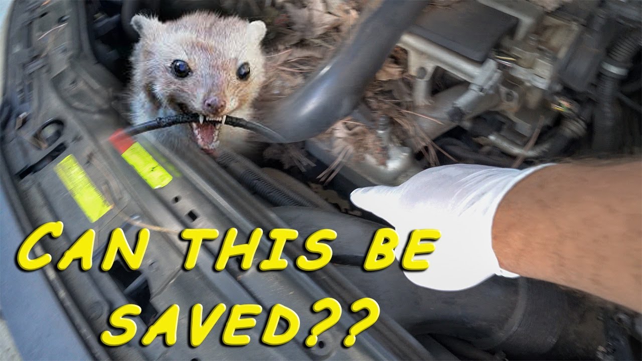 Rodent damage to car wiring