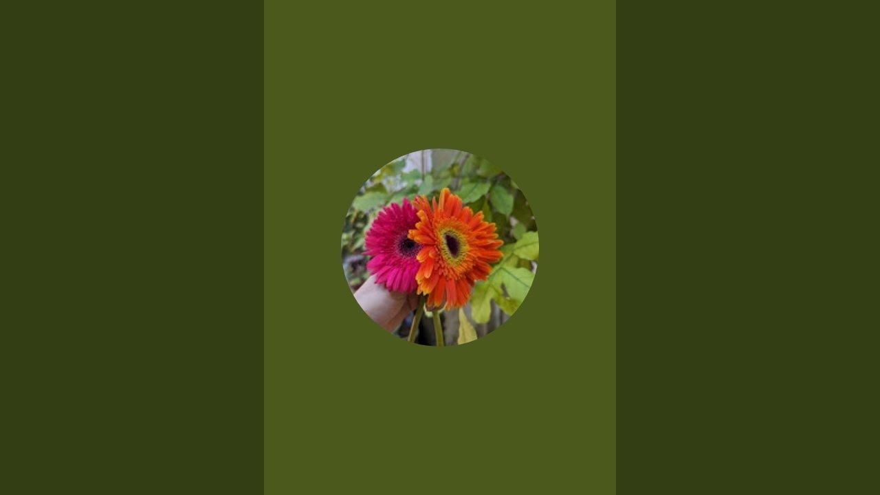 Fatema's vlog  is live! আসসালামু আলাইকুম সবাই কেমন আছেন।