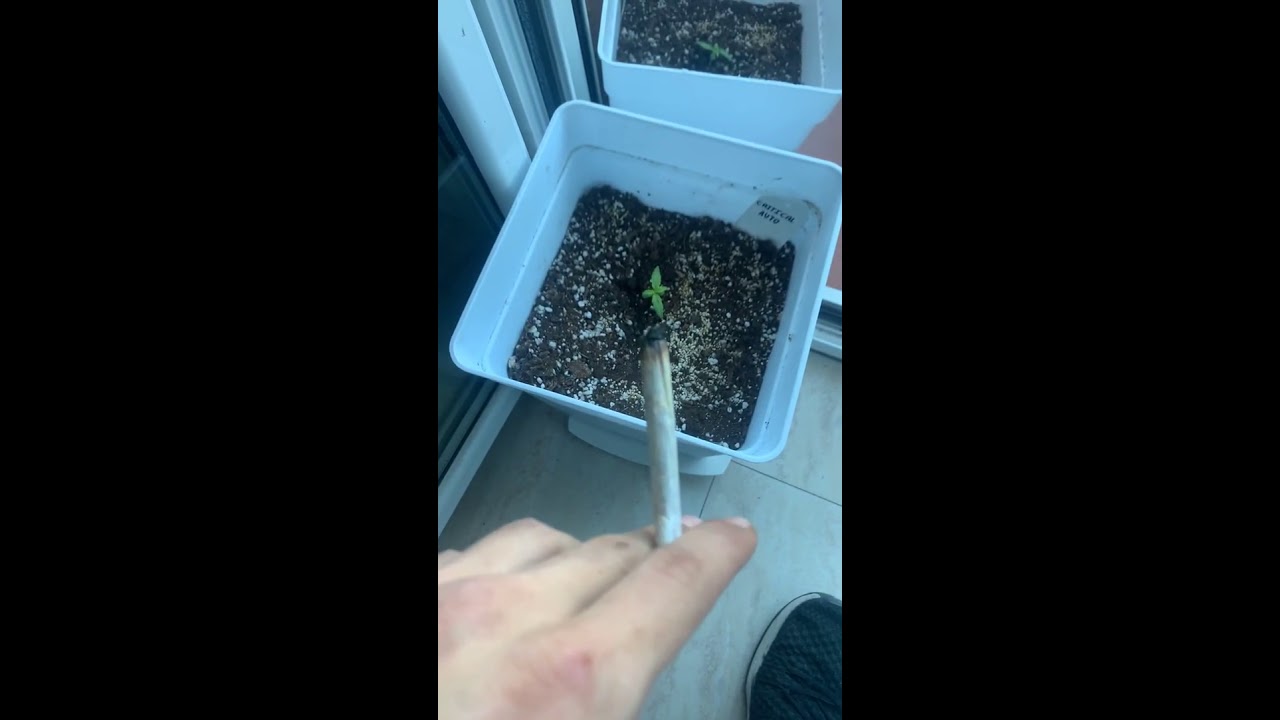 CRITICAL AUTO