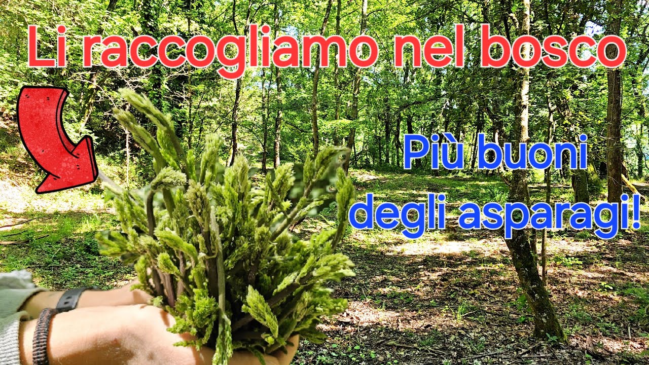 Raccogliamo i germogli di pungitopo nel bosco - sono buonissimi!