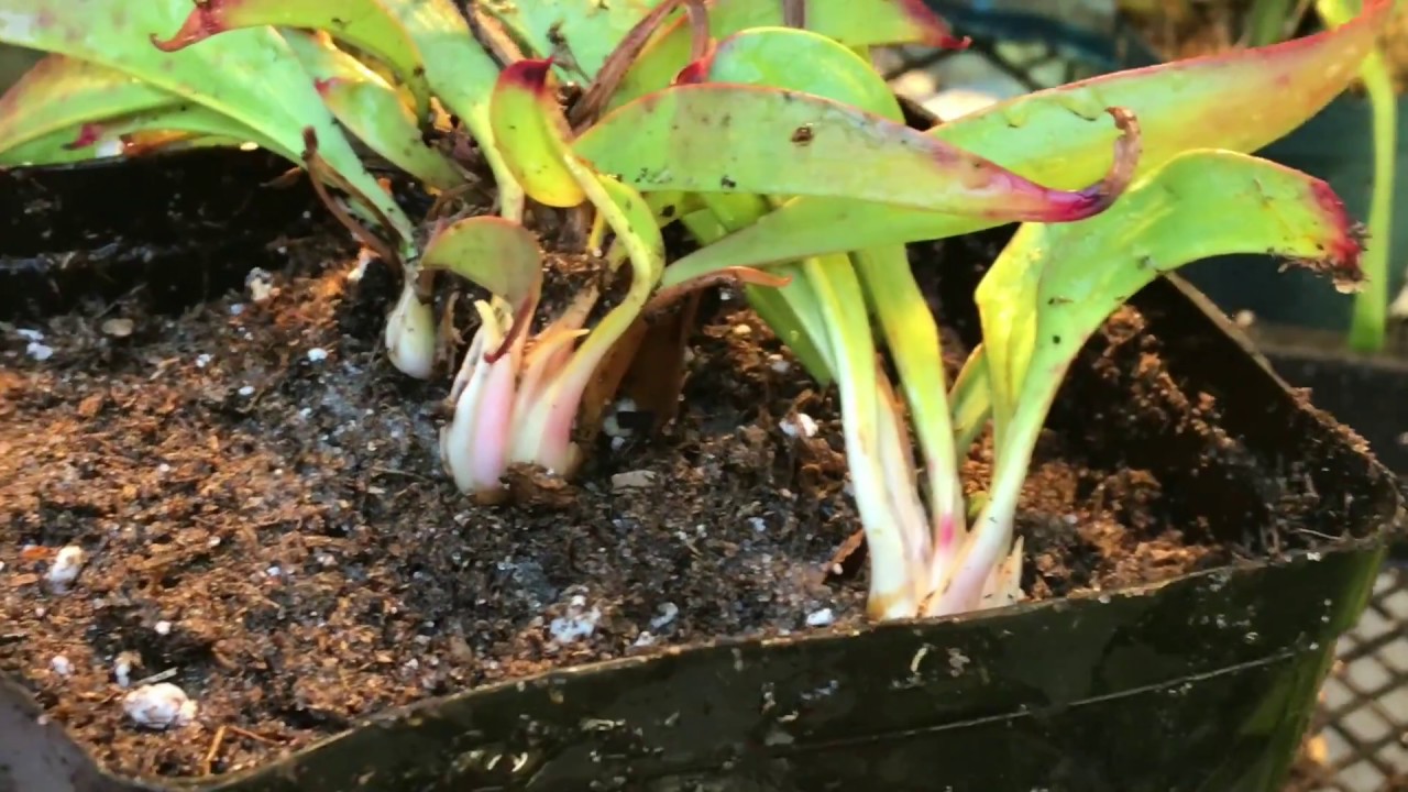 HOW TO RE-POT AND DIVIDE SARRACENIA CARNIVOROUS PITCHER PLANTS