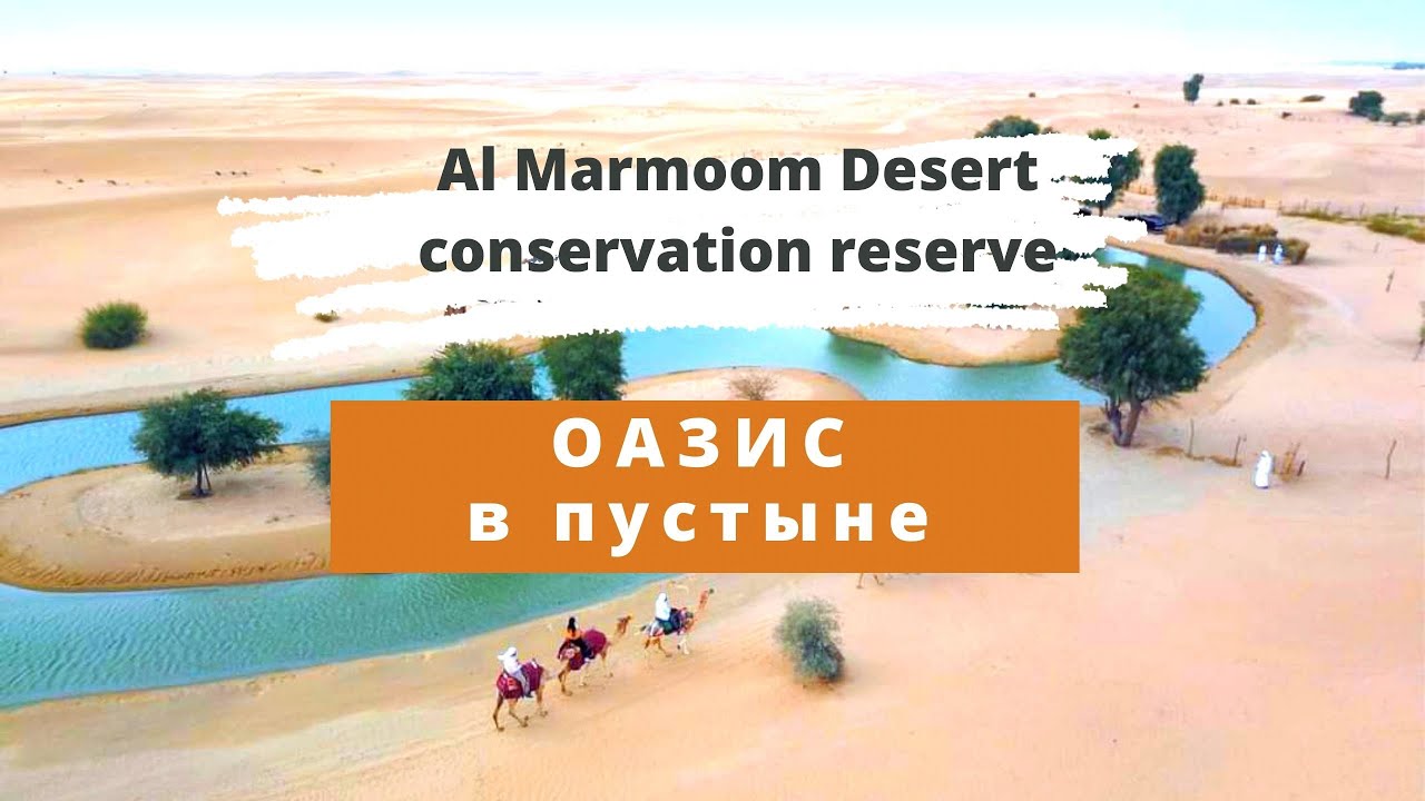 Оазис в пустыне😱 Al Marmoom Desert conservation reserve. Ол Мармун заповедник.