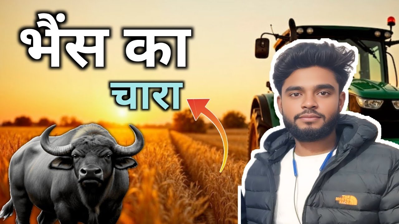  भैंस का चारा 🐃🐃।।