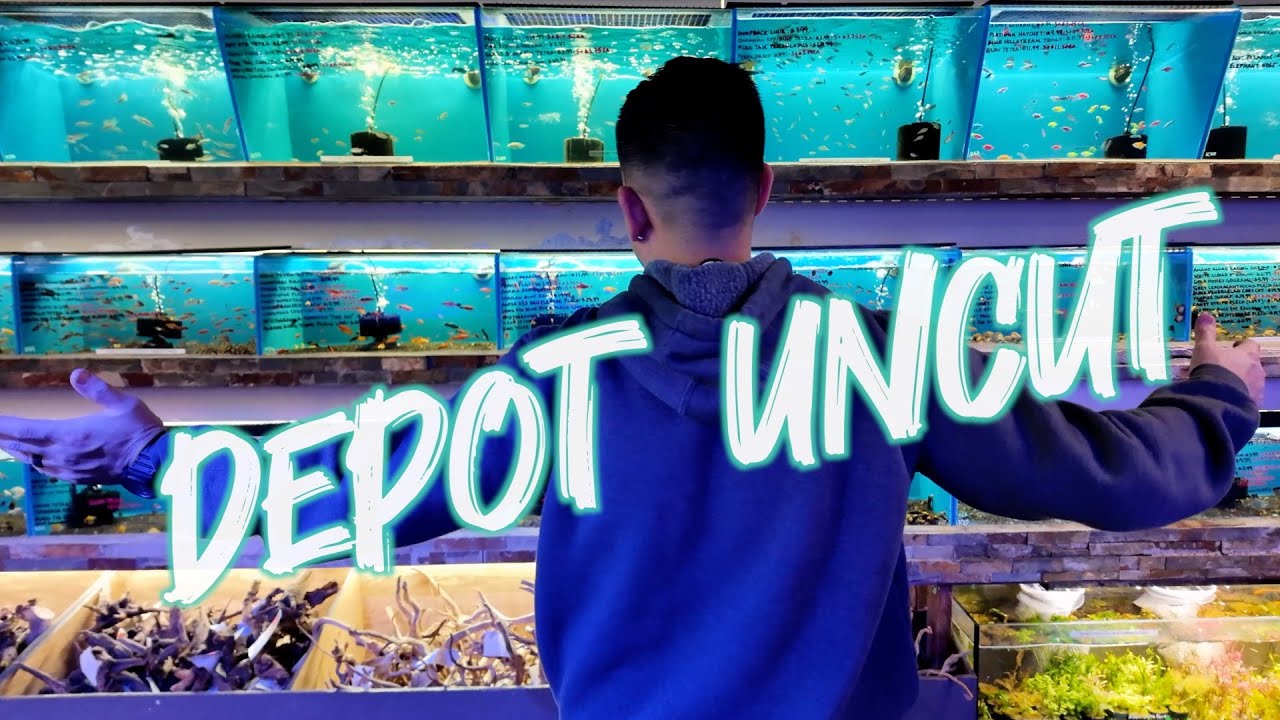 NEW LIVESTOCK SUPPLIER, GREAT QUALITY & EVEN BETTER PRICING *UNCUT* | TONS OF SHRIMP FROM TAIWAN