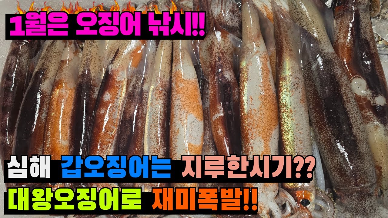 [4K] 심해 갑오징어 낚시 ?? 1월엔 심해 오징어 낚시가 갑이지!!