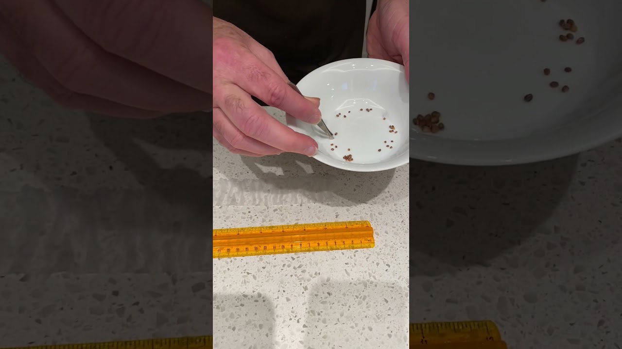 How do I create seed tape?