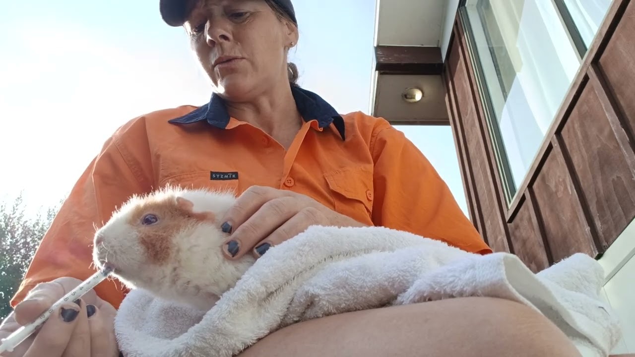 Medicating Guinea pig UTI
