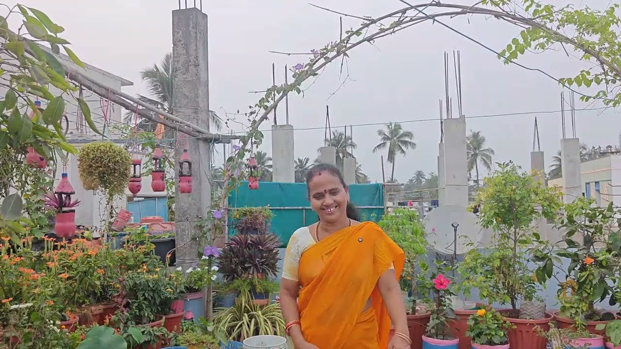 మన బుజ్జి తోటలో పూసిన పువ్వులు సరదాగా చూద్దాం రండి#మాబుజ్జితోటఛానల్ 