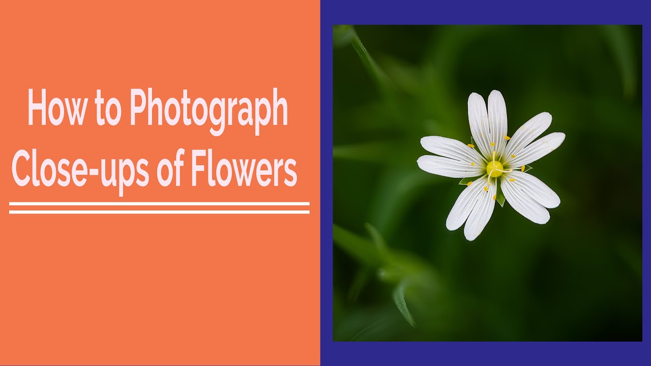 How to Photograph Close-ups of Flowers