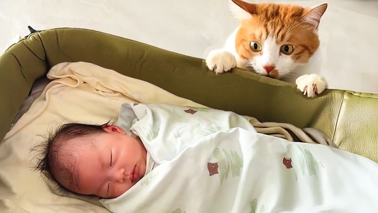 Dramatic Cat Reacts To Meeting Baby Brother For The First Time! 🤣