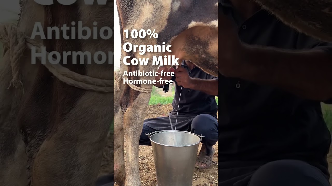 100% Organic Cow Milk - Purity Prayag!