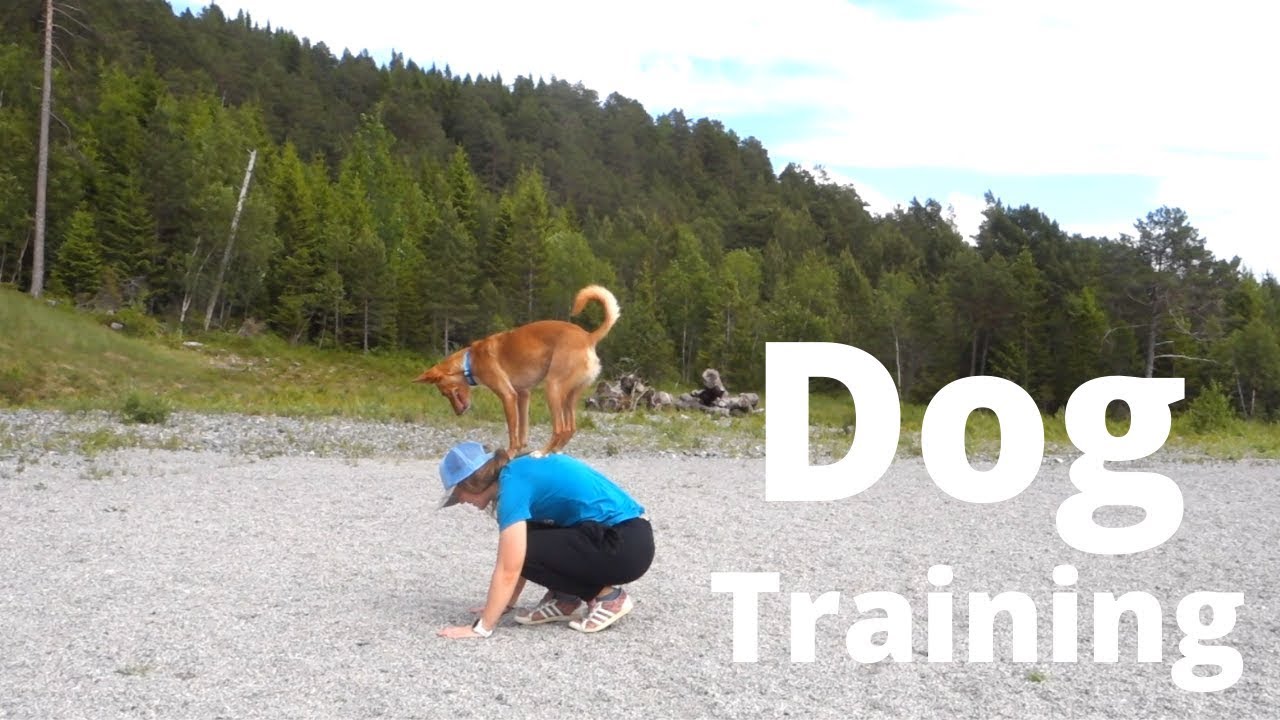 Training Session With A Podenco