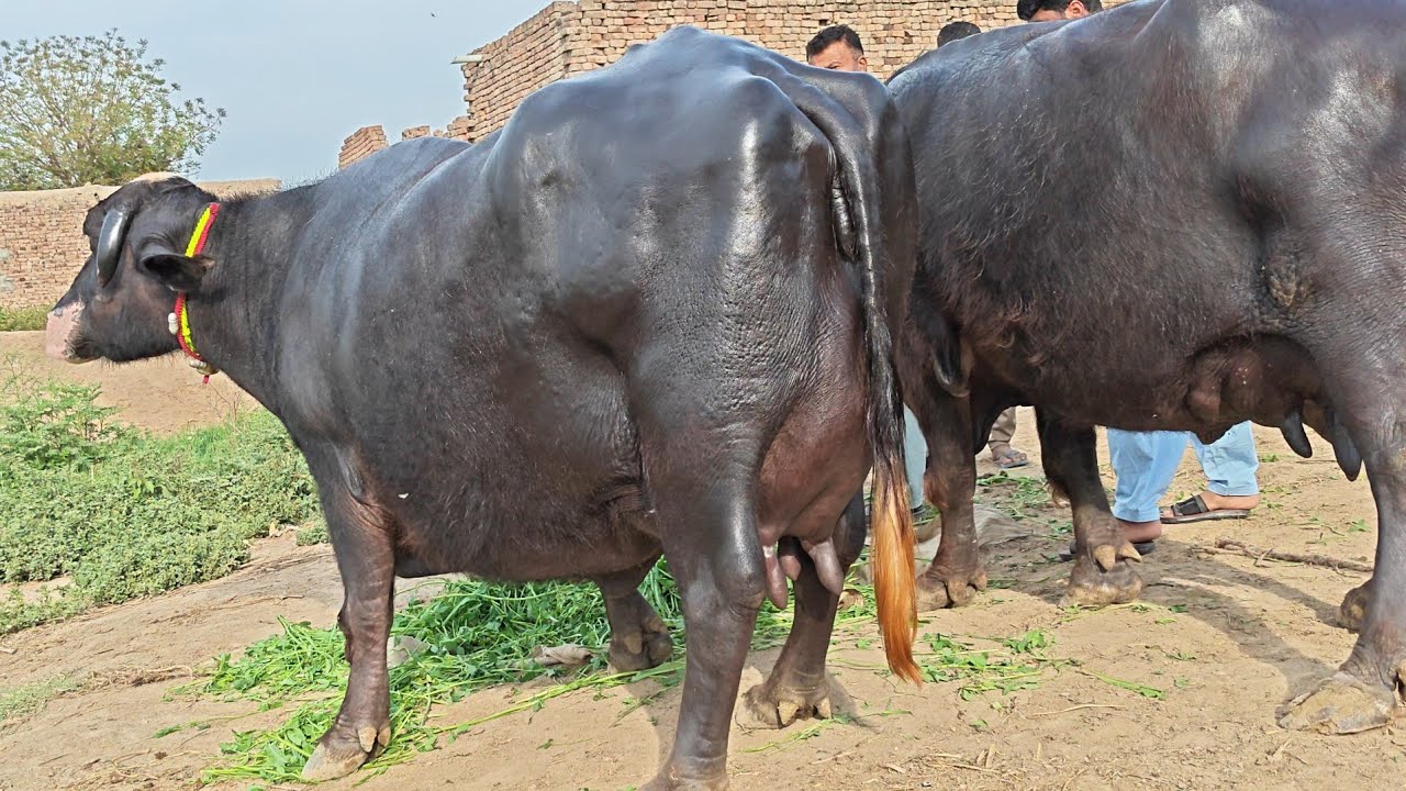  شاہدعلی بلوچ601گ ب{ 03عدد بھینسیں }17مارچ2026 Top Class Pure Neli Buffalos For Sale on Eitfaaq Tv 