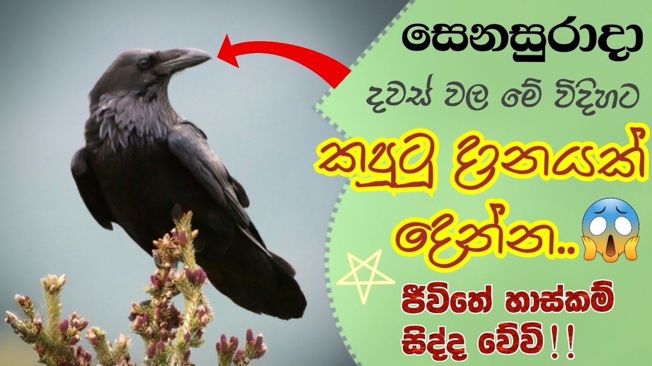 විශ්වයේ ප්‍රබලතම සංඛේතයක් වන කපුටාට දානයක් දෙමුද?