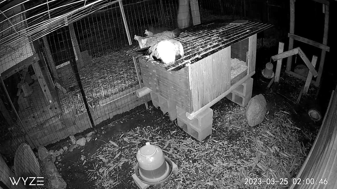 Bobcat attempts to eat my chickens