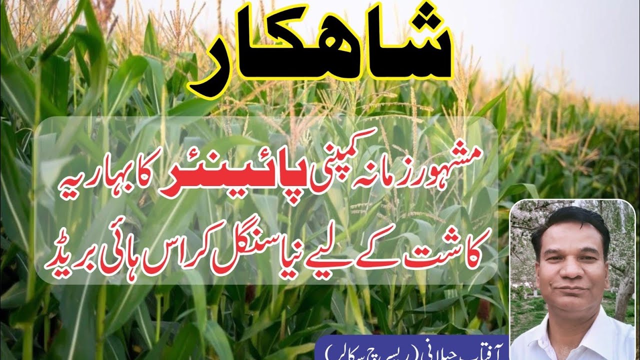 Shahkaar will be Launched by Corteva (Pioneer). Corn Farmers can sow this Variety on next season.