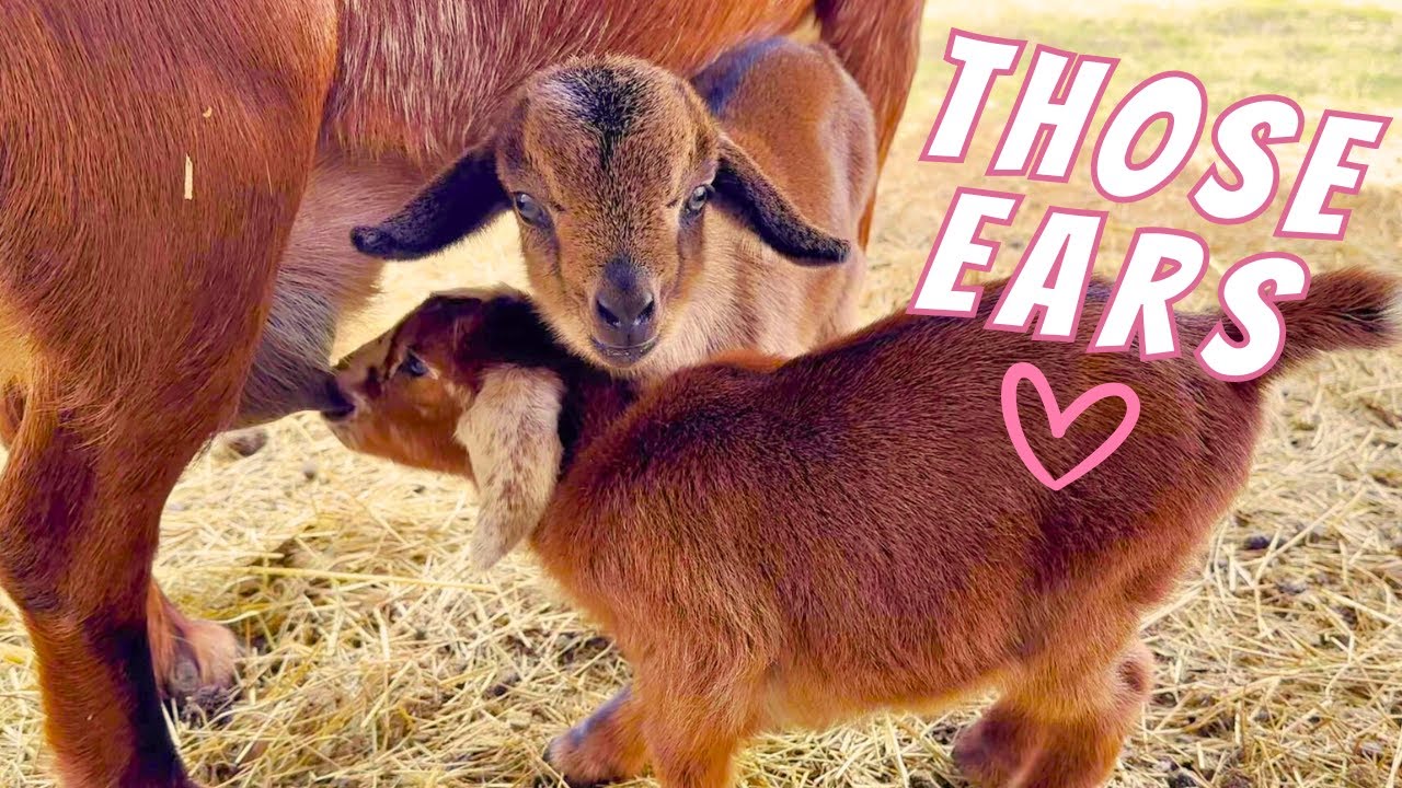 My New Baby Goat Looks Like A Donkey🤣| Goat Birth VLOG