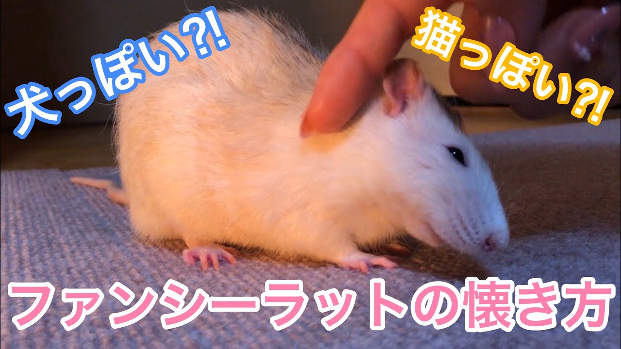 犬のように懐き、猫のように戯れるファンシーラットが可愛い！！Rats are like dogs and play like cats.