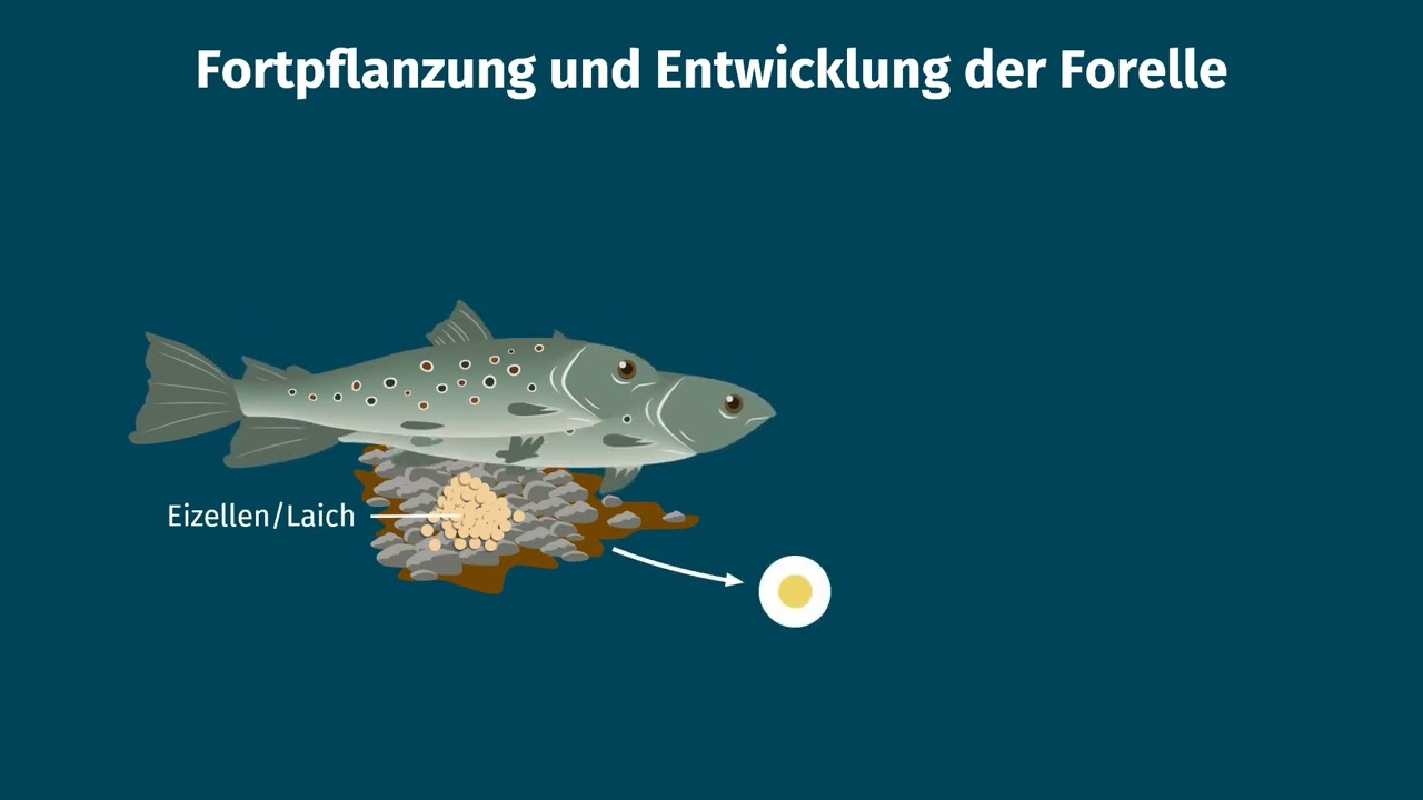 Fische &ndash; Fortpflanzung, Brutpflege und Entwicklung einfach erkl&auml;rt | sofatutor