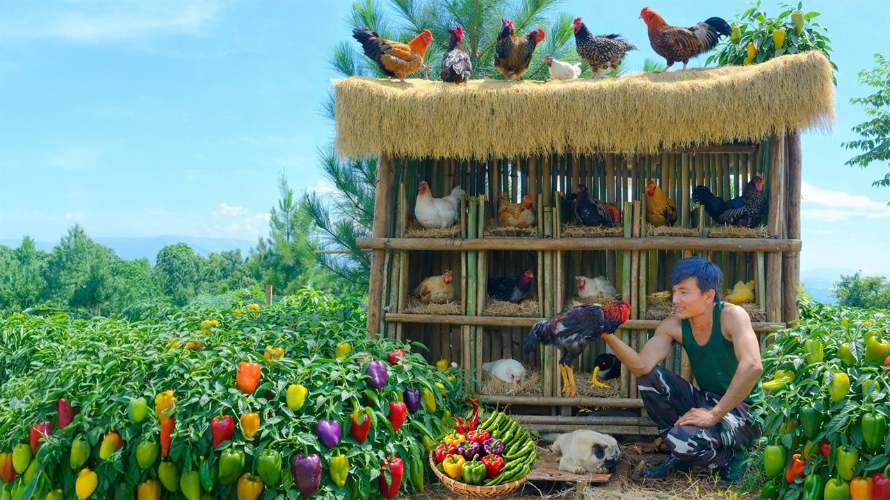 Harvest Five-Color Bell Peppers & Long Chili Peppers – Cook And Build A Coop For The First Chickens