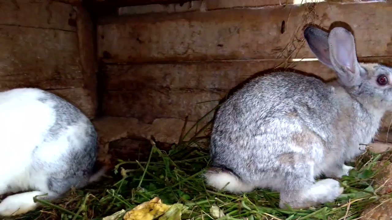 FOR THOSE IN LOVE WITH RABBIT FARMING