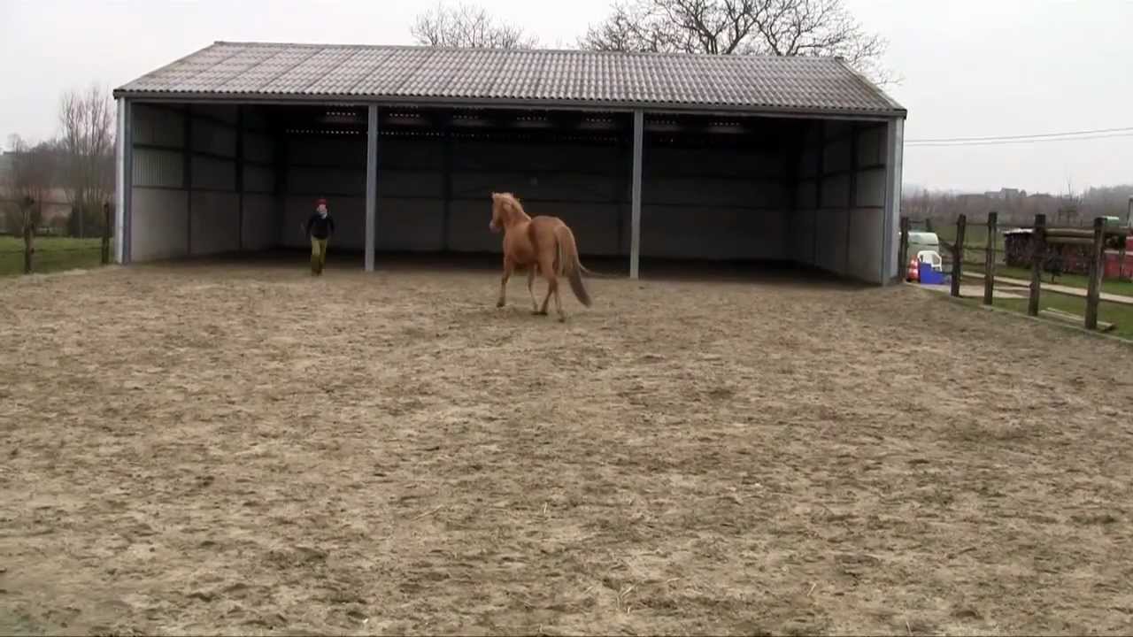 Liberty Horse Training: the Boomerang!
