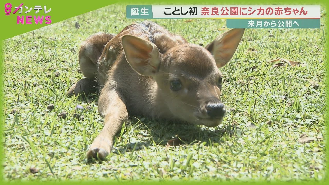 カバンから出て来たのは「シカの赤ちゃん」　奈良公園のシカに今年初めて赤ちゃんが誕生【報道ランナー】