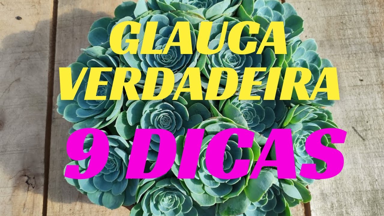 GLAUCA VERDADEIRA ( 9 DICAS PARA VOCÊ ) #glaucaverdadeira #dicas #cultivo #substrato #echeveria