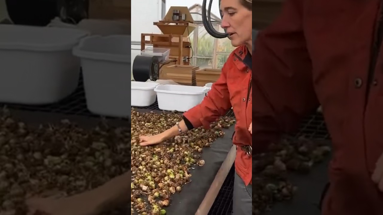 Learn how to save your dahlia seeds