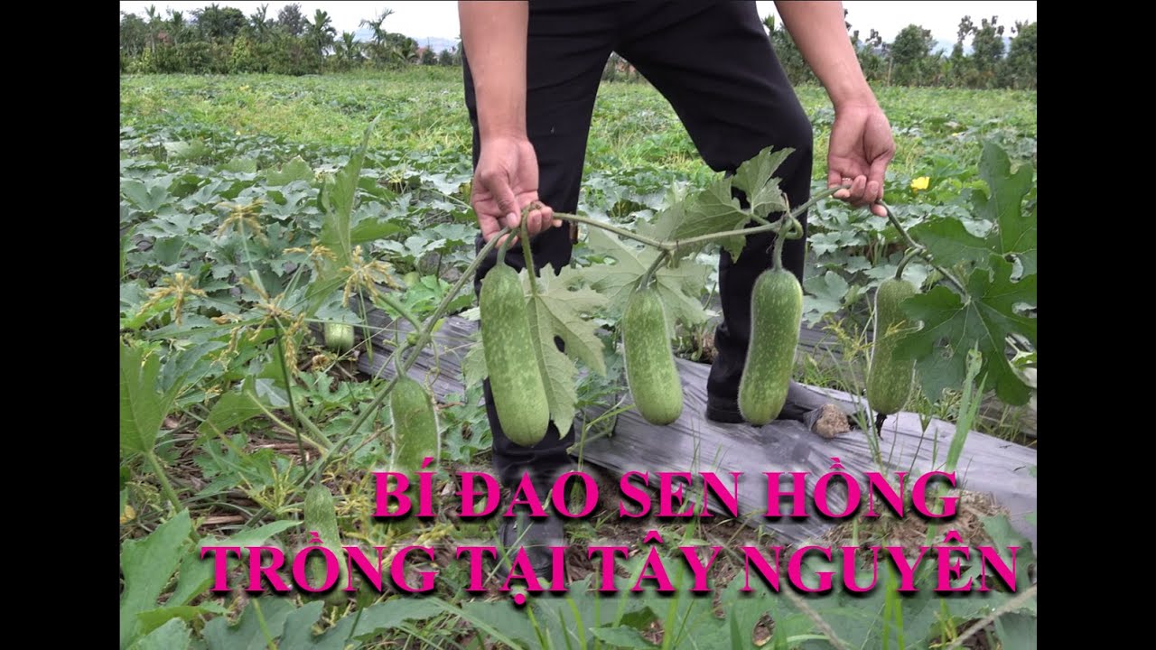 BÍ ĐAO SEN HỒNG TRỒNG TẠI TÂY NGUYÊN THÁNG 11 NĂM 2021