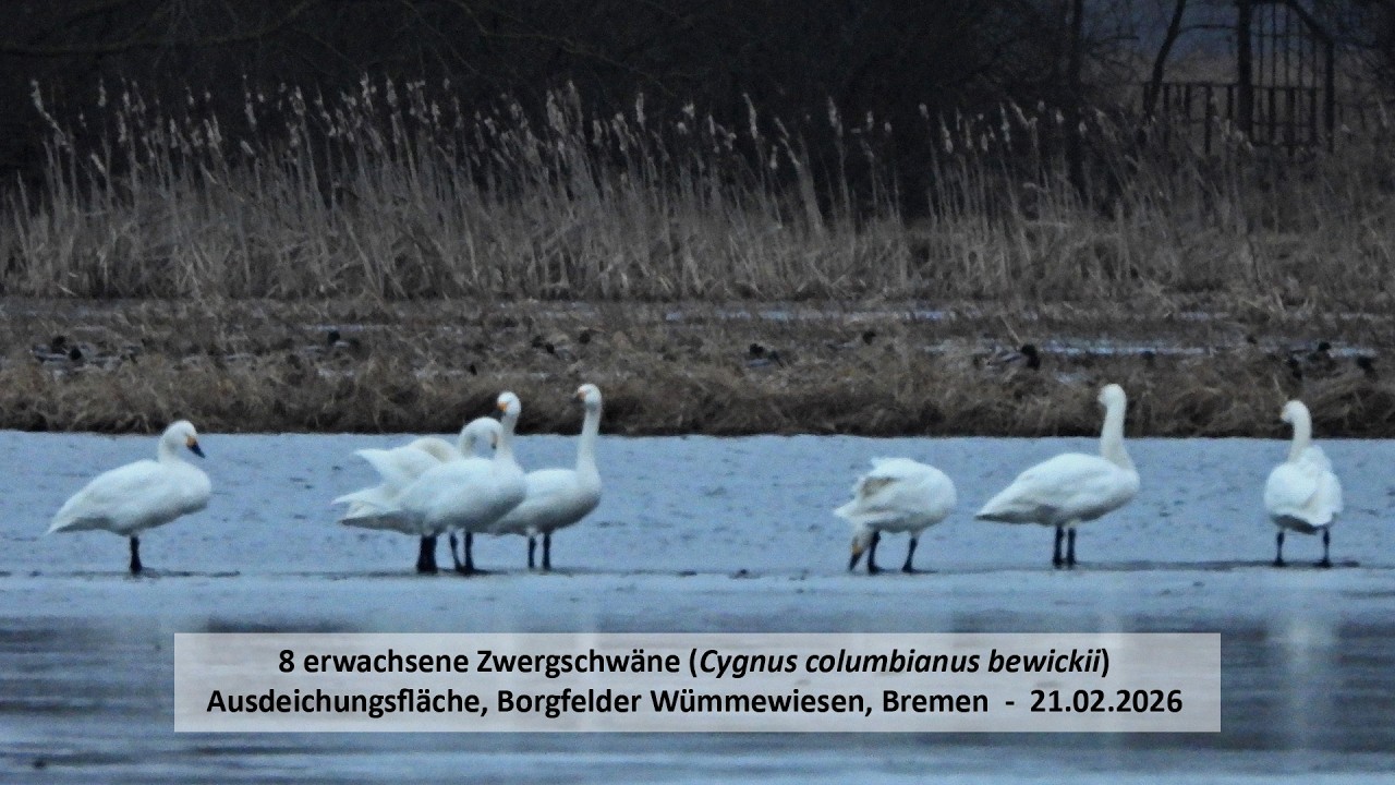 8 Zwergschwäne über Nacht auf der Ausdeichungsfläche, Borgfelder Wümmewiesen (21.02.2026) / ohne Ton