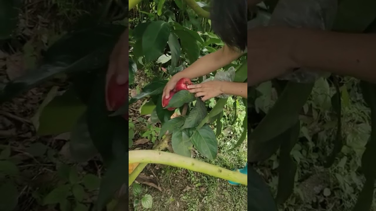 Panen jambu jamaika-jambu bol 😀..Follow dan dukung terus agar kalian bis