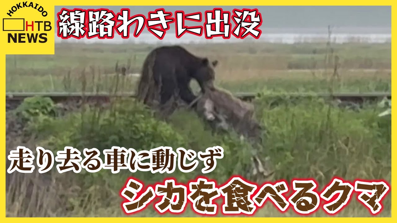 線路わきでシカを食べるクマを撮影　警戒しながらも走り去る車に動じず　シカ増加で生活圏にも出没の恐れ