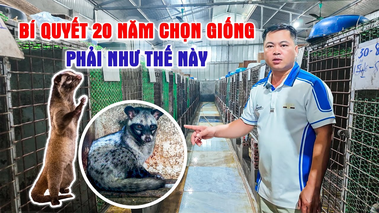 Nuôi Cầy Mốc Hay Cầy Hương? Bí Quyết Chọn Giống Chuẩn, Tránh Thất Bại Ngay Từ Đầu | LamNongTV