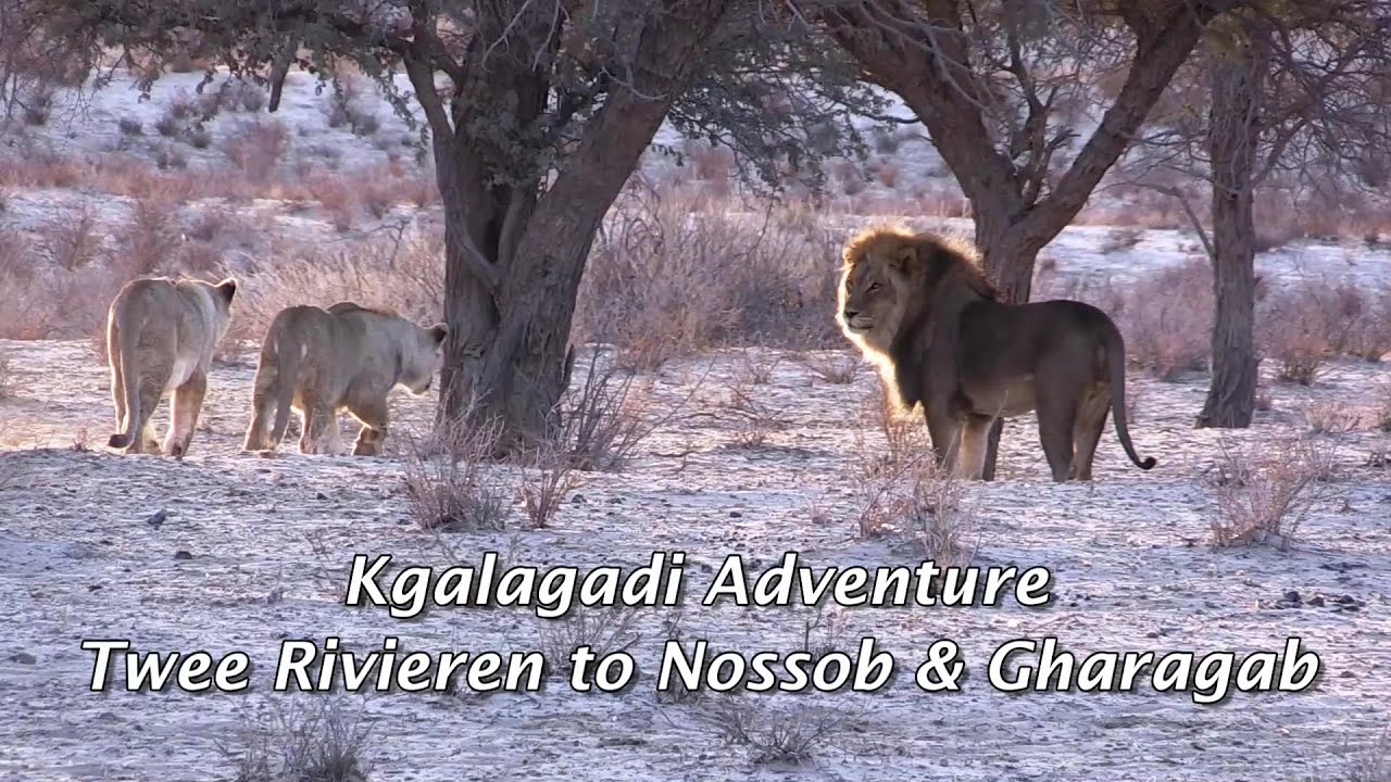 Kgalagadi Adventure - Twee Rivieren To Nossob