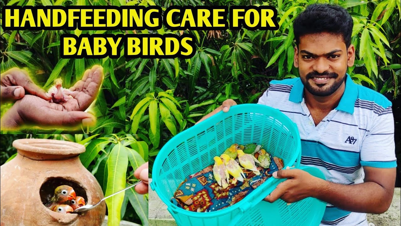 Hand feeding african lovebirds | Cockatiel hand feeding | Selvyn Hand feeding formula tips | Tamil