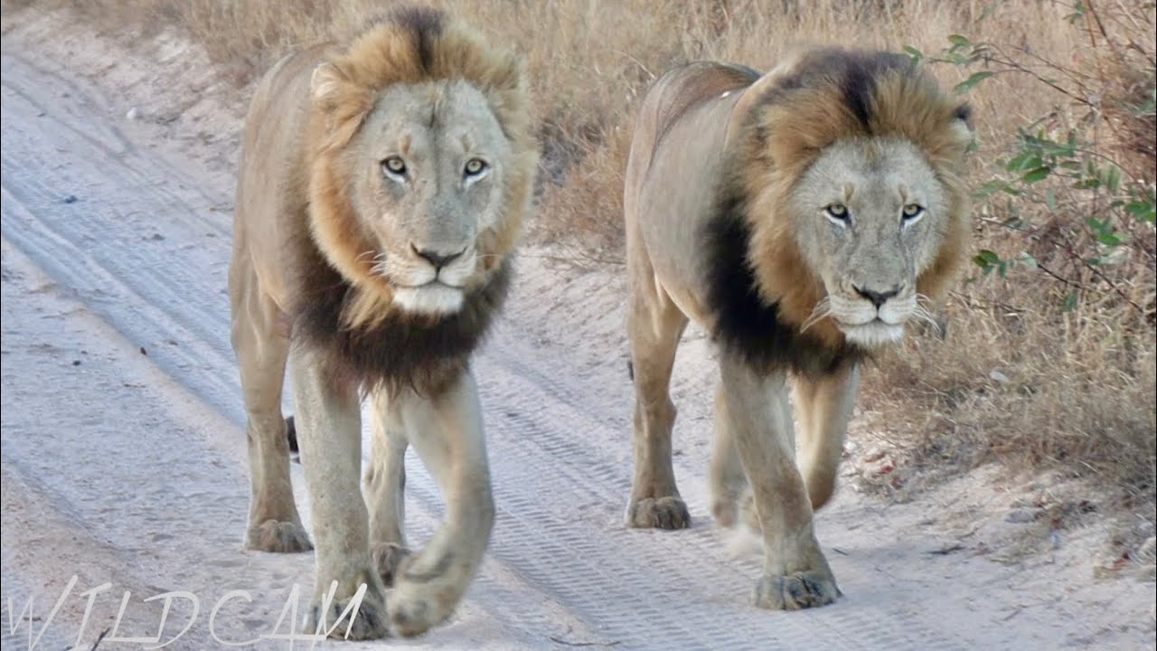Vuyela Male Lions Highly Mobile | Young River Pride Lioness Hesitates During Buffalo Hunt Ep 179