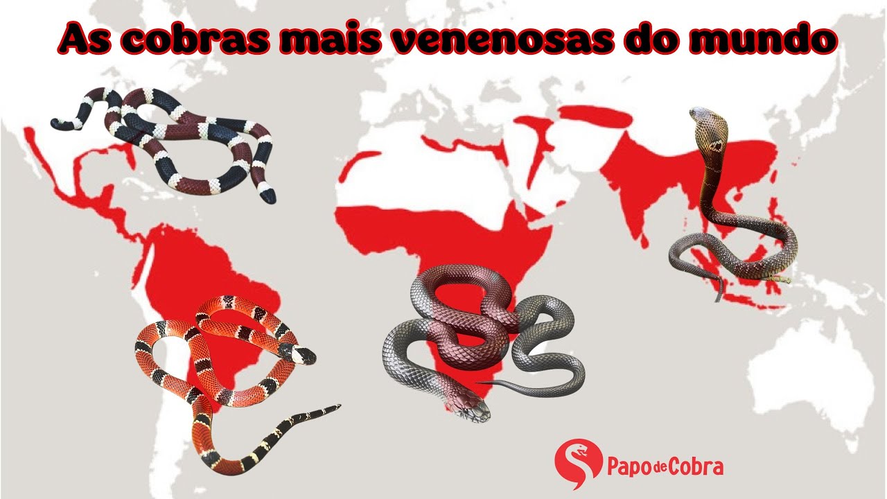 As cobras mais venenosas do Mundo | Papo de Cobra