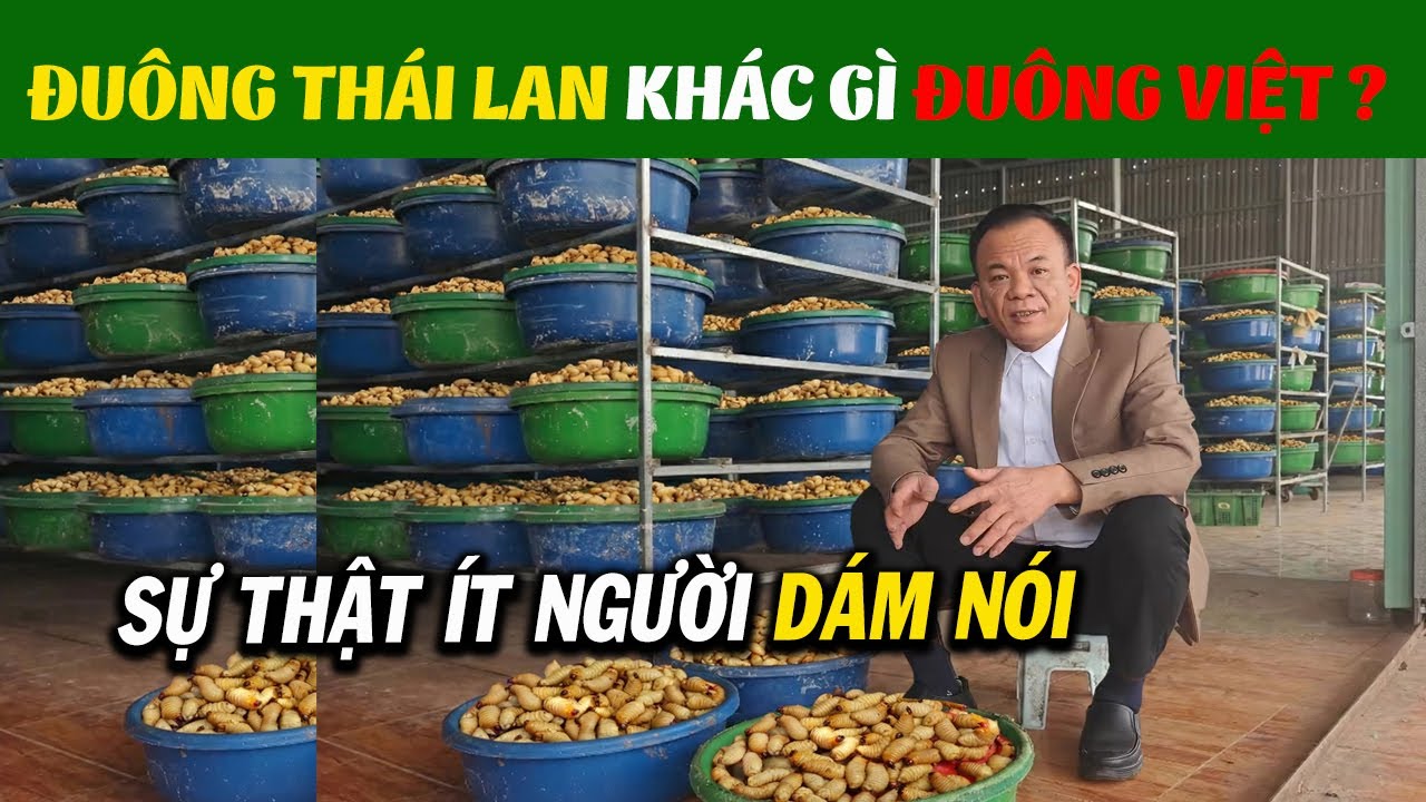 Đuông Dừa Thái Lan Và Đuông Dừa Việt Nam Khác Gì? Người Trong Nghề Chia Sẻ Sự Thật