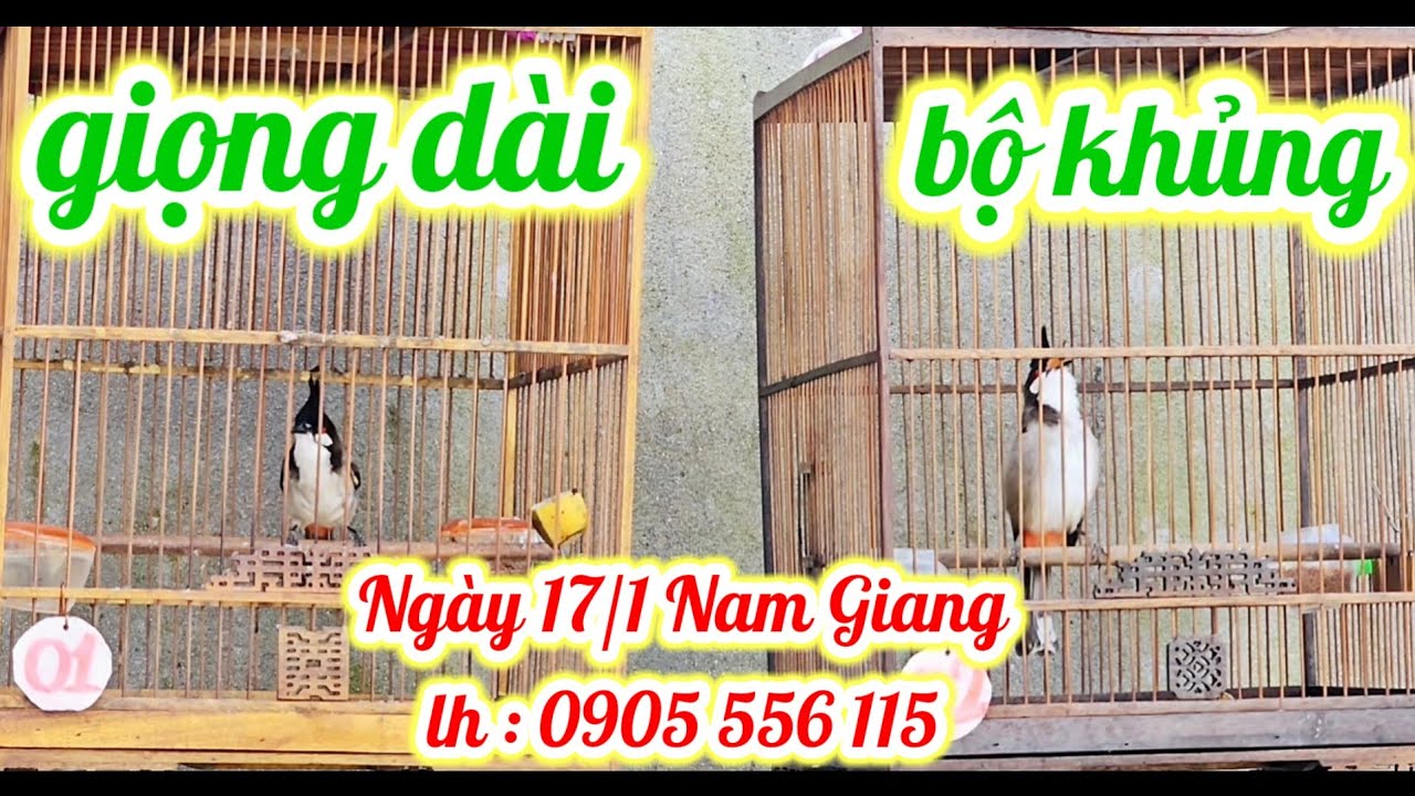 đ&atilde; b&aacute;n hết ng 17/1 LH:0905556115 (Mr.Phương)|#banchaomao#chaomaohotdau#chaomaoquang#chaomaodauhot