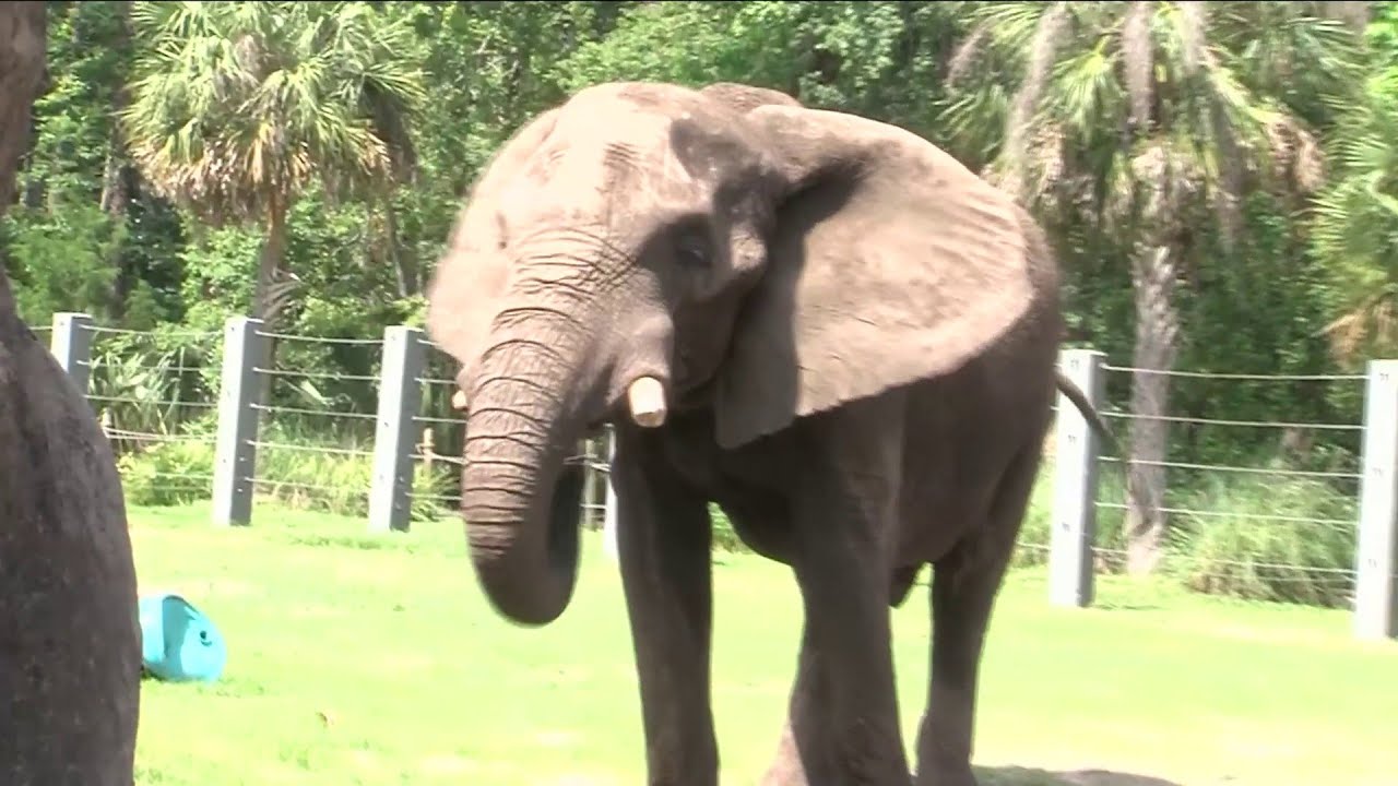 Wild Walkabouts: Ali the Elephant at the Jacksonville Zoo