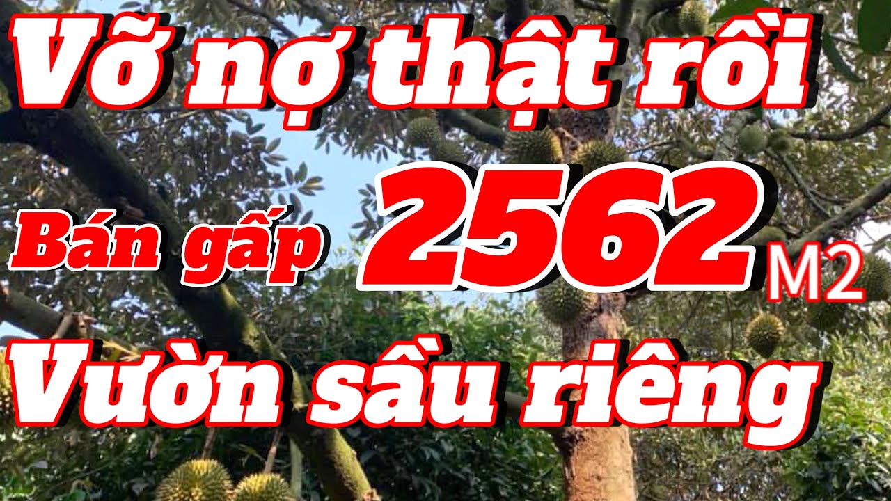 Đất vườn Đồng Nai , vỡ nỡ bán gấp 2562m2 vườn sầu riêng đang độ tuổi cho nhiều trái.