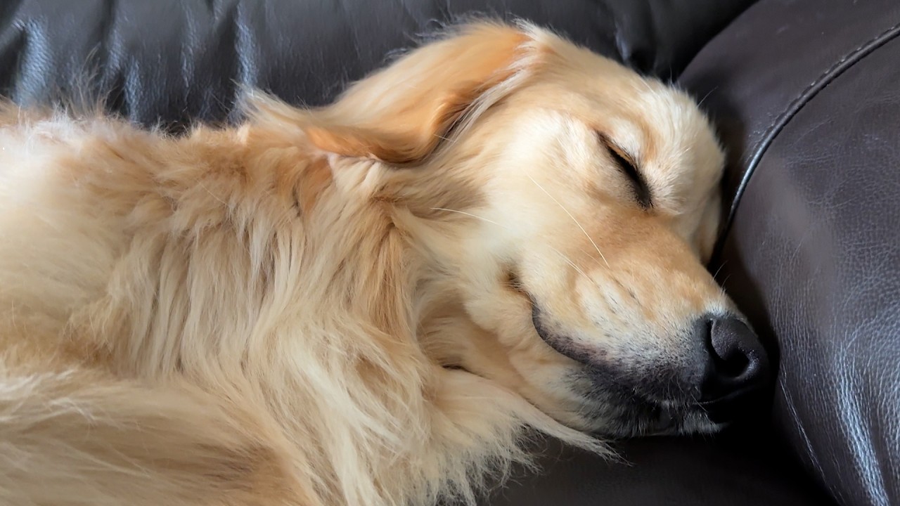 【散歩に行きたくない犬】の「最終手段」お昼寝を邪魔された大型犬の反応が…完全に「人間」でパパもタジタジ💦