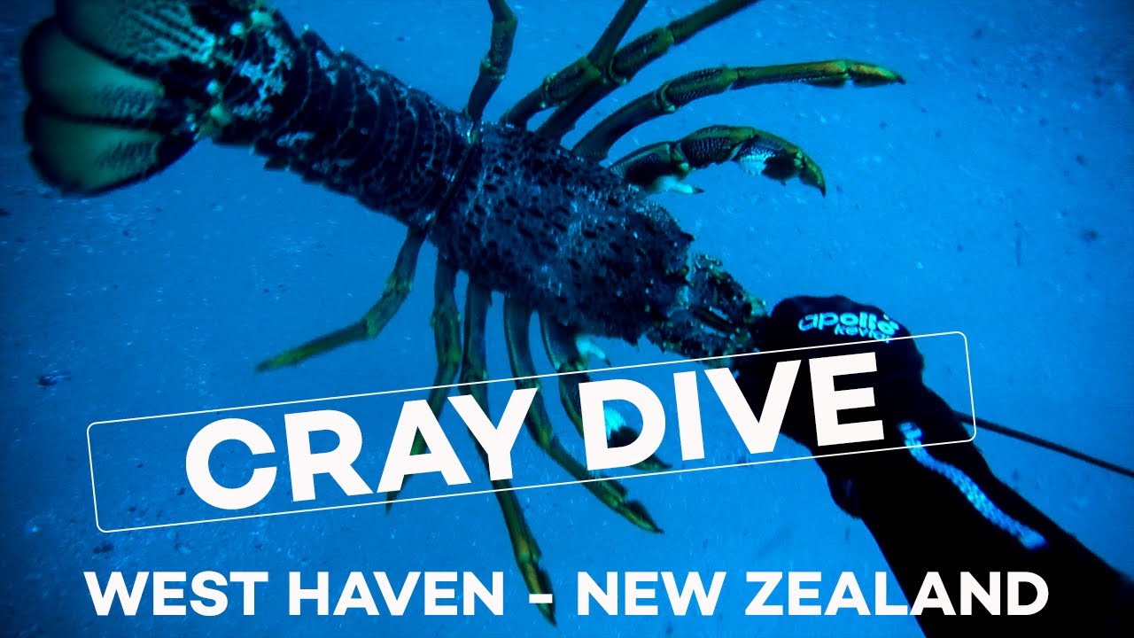Big Crayfish - West Haven Dive New Zealand