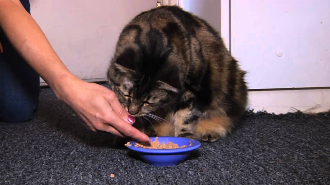 Ep 4 - Cat Health: Transitioning the Dry Food Addict