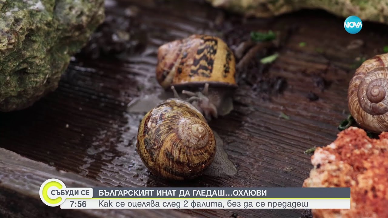 Български инат: Семейството, което няма да се откаже да отглежда охлюви - Събуди се (23.06.2024)