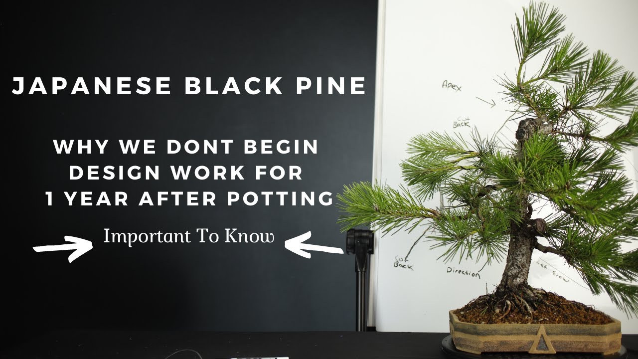 Japanese Black Pine Bonsai Care - Post Potting