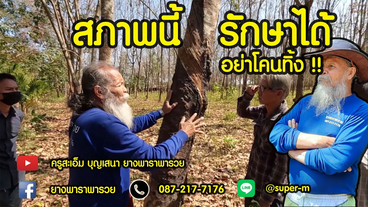EP.79 ต้องดู สวนยางสภาพนี้รักษาได้ อย่าโค่นทิ้ง 18/1/65