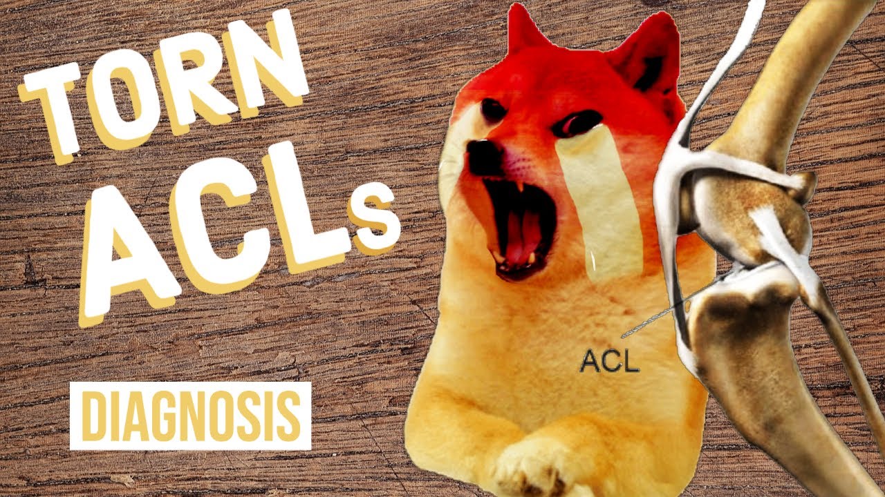 How to Tell If Your Dog Has a Torn ACL